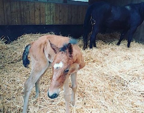 Kyoto d'un Soir, tout juste né poulinage