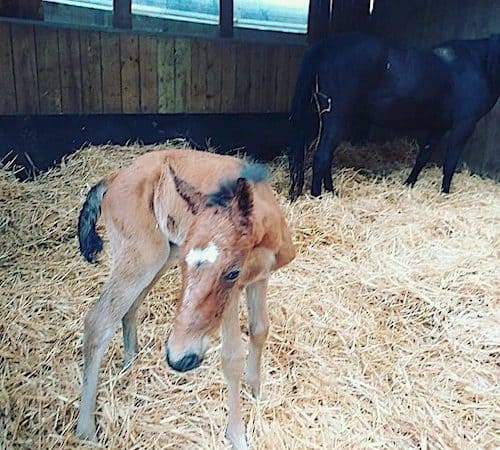 Kyoto d'un Soir, tout juste né poulinage