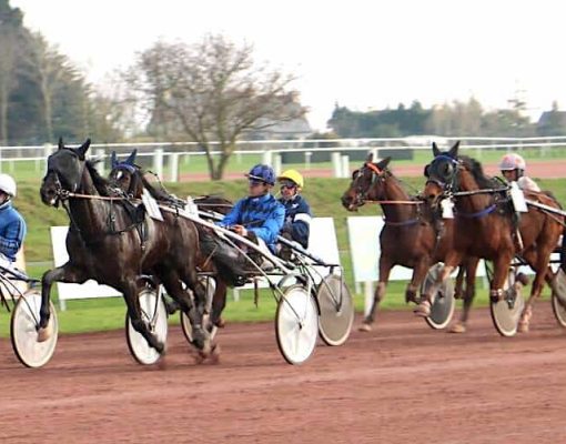 élevage eurvad entrainement trotteur
