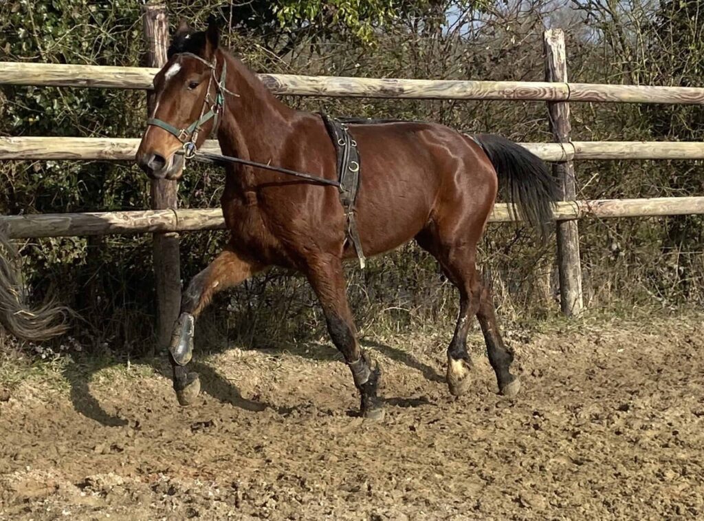 Elevage d'Eurvad Littlerock